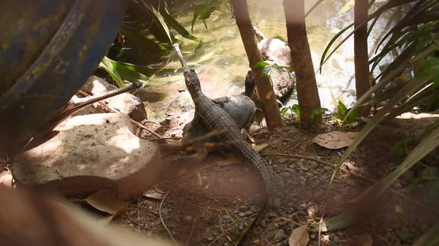 Baby crocodile sitting in fence cage in zoo park in India
