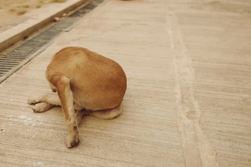 Headless-Dog, The dog relaxing On the cement floor 