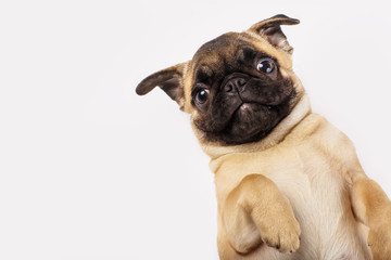 Pug puppy on a white background