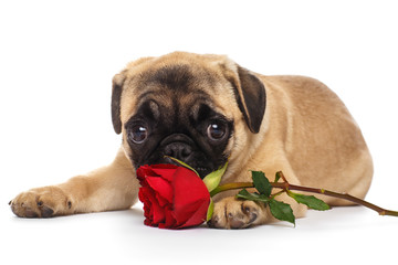 Pug puppy with a red rose