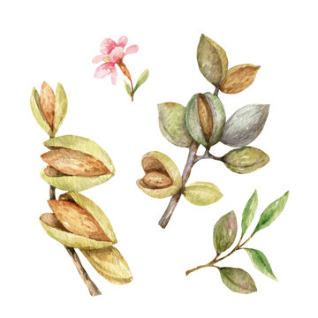 Watercolor vector set of fruits and leaves of almonds.