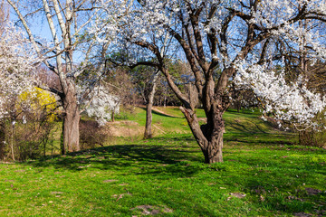 Lawn and blooming cherries in the park.