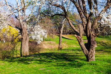 Fototapeta na wymiar Lawn and blooming cherries in the park.