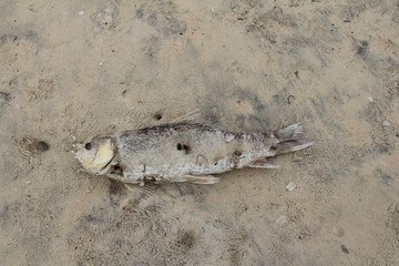 Dead Fish on a Beach