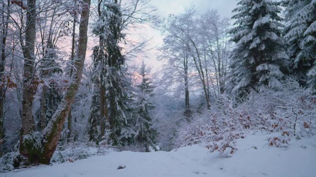 winter forest on a cold frosty morning, seasonal natural winter scene, winter holiday 4k video