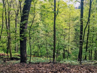 A walk in nature presents organic growth.