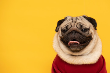 Happy Dog smile on yellow background,Cute Puppy pug breed happiness ready for summer,Purebred Dog Concept