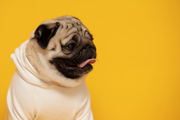 Happy Dog smile on yellow background,Cute Puppy pug breed happiness ready for summer,Purebred Dog...