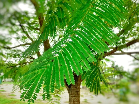 Royal poinciana (Biancaea sappan) leaves on the tree.
