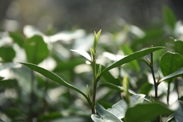 tea leaves, one bud two leaves, longjing tea, spring tea, green, close-up shot, grow tea, fresh leaves,
