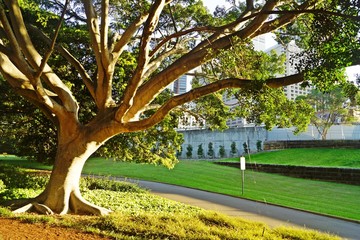 Obraz premium Trees in Royal Botanical Gardens, Sydney
