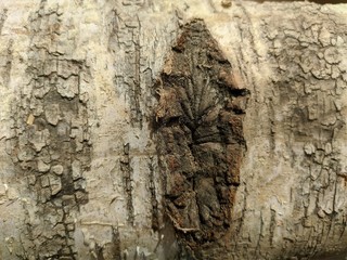 Birch bark texture