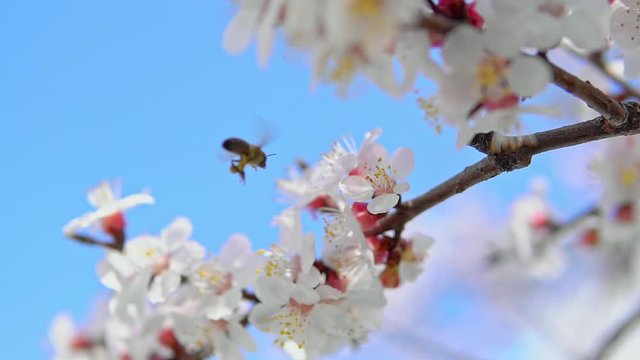 Bee on apricot tree flower collect pollen in slow motion. Spring and bloosom nature scene.