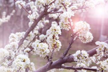 Blooming gardens and trees in spring. Plum blossoms are beautiful white flowers, pollinated by bees. Delicate clusters of flowers in the pink rays of the rising sun.
