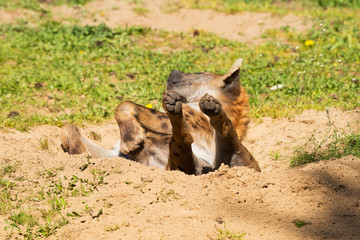 Fototapeta premium Hyena lying on its back with paws up in a sand pit enjoying the sun being lazy
