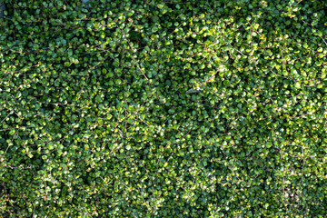 ワイヤープランツ