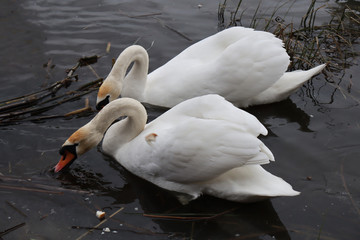 Two white shiny swans in the water