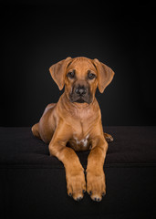 Rhodesian Ridgeback puppy looking at the camera lying down at a black background in a vertical image