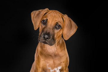 Fototapeta na wymiar Portrait of a Rhodesian Ridgeback puppy looking at the camera at a black background