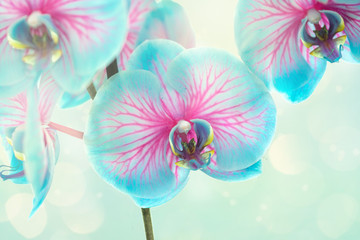 Blooming blue and pink orchid flower on a soft blue with bokeh background