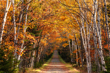 日本・北海道東部の国立公園、紅葉した林道