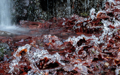 落ち葉に付く飛沫氷