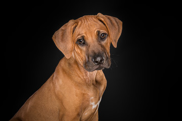 Portrait of a Rhodesian Ridgeback puppy looking at the camera seen from the side at a black background
