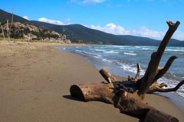 Alberese (GR), Italy - June 10, 2017: A trunck on the beach in Uccellina Natural Reserve, Alberese, Grosseto, Tuscany, Italy, Europe