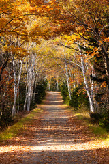 日本・北海道東部の国立公園、紅葉した林道