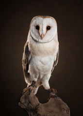 Barl owl looking at camera sitting on a tree trunk on a dark brown background