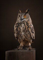 Eagle owl sitting on a tree trunk on a dark brown background