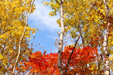 日本・北海道東部の国立公園、紅葉した林道