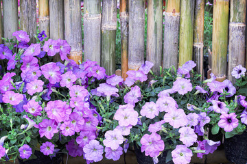 Purple petunia flowers  blooming in garden on bamboo fence wall background