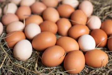Healthy Organic Food. Chicken eggs in the nest