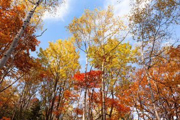 日本・北海道東部の国立公園、紅葉した林道