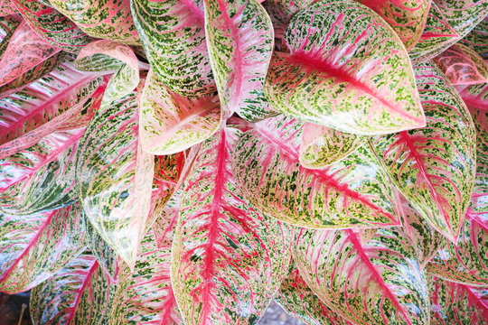 Aglaonema plant flower texture or Chinese Evergreen leaf top view nature red green vein skin background