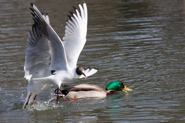  the struggle of gulls and drakes for the feeding area