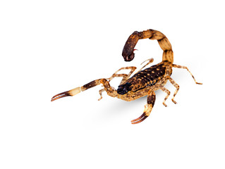 poisonous scorpion isolated on white background