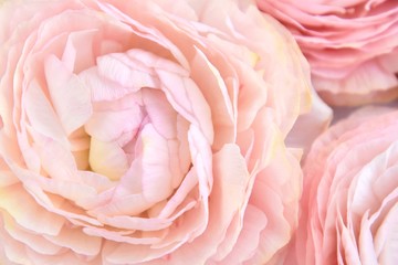 Pastel ranunculus flowers background, selective focus. Pink roses backdrop with tender petals, soft focus. Summertime. Flowers pattern. Ranunculus close up