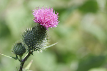 Thistle blooming in a summer meadow