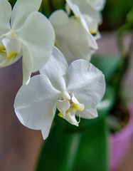 Beautiful pestle of orchid. House flora, blooming orchid close-up. Beautiful plant at home. Home flowers and flower care in extreme close-up view.