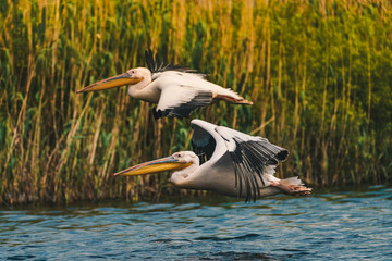 Pelicans flying low above water in Danube Delta.