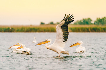 Pelicans taking of a lake in the Danube Delta