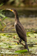 European Cormorant in the Danube Delta