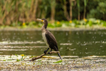 European Cormorant in the Danube Delta