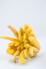 Buddha's Hand, Citrus Medica, Sarcodactylis, the fingered citron