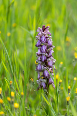 Barlia, orchis robertiana seen along the Rhone River in the Drôme, France 