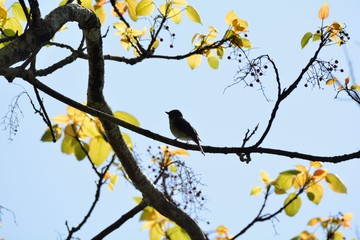 Rufous-bellied Blue Flycatcher,Female bird (Niltava vivida) 
