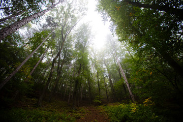 Fototapeta na wymiar misty green forest in the morning 