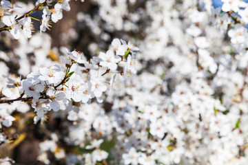 Flowering tree branch in spring.
